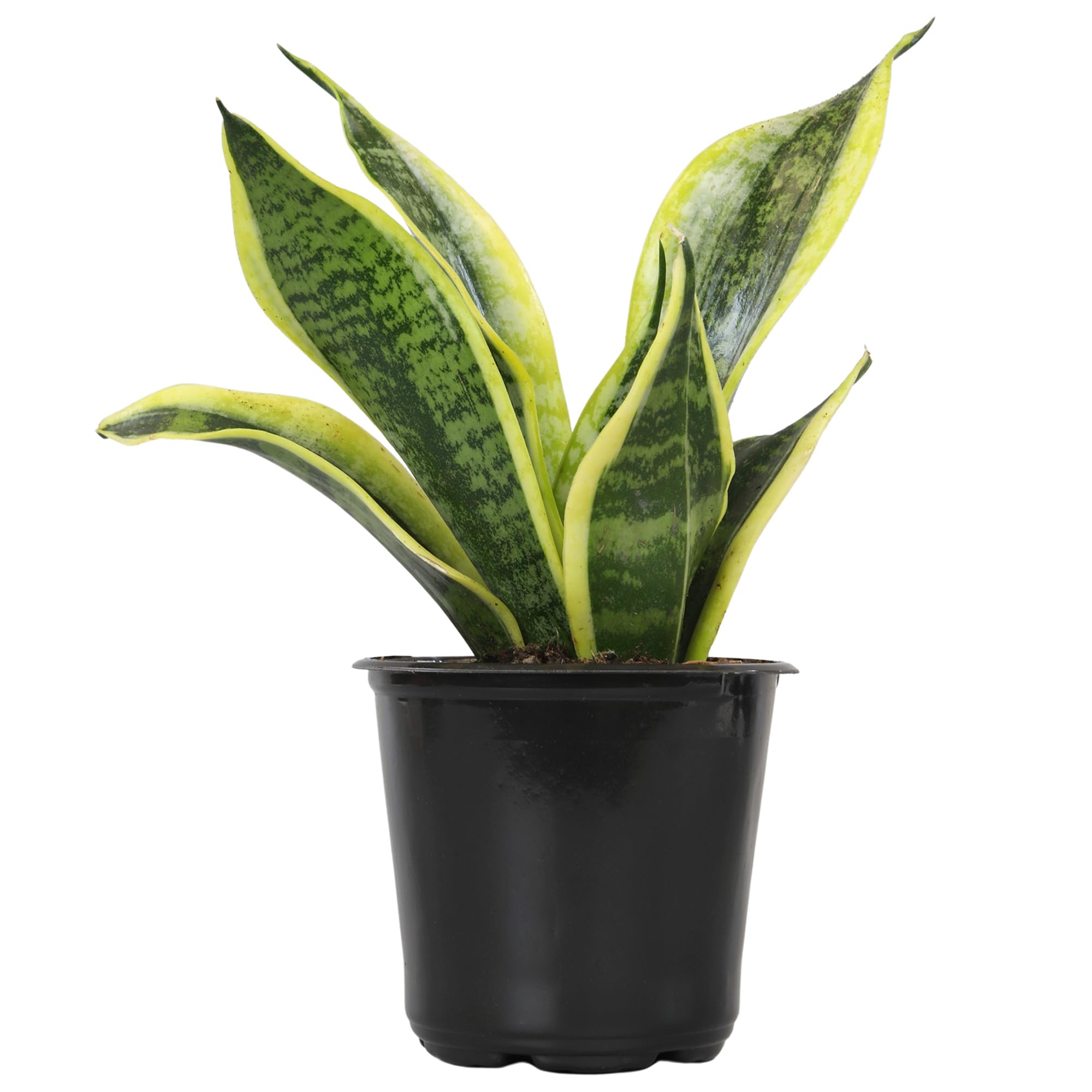 Altman Plants Live Snake Plant Superba in 4 in pot