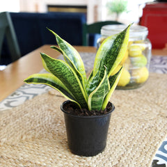 Variegated leaves of snake plant with golden margins