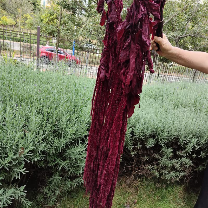 Dried preserved amaranthus burgundy hanging stems for decor