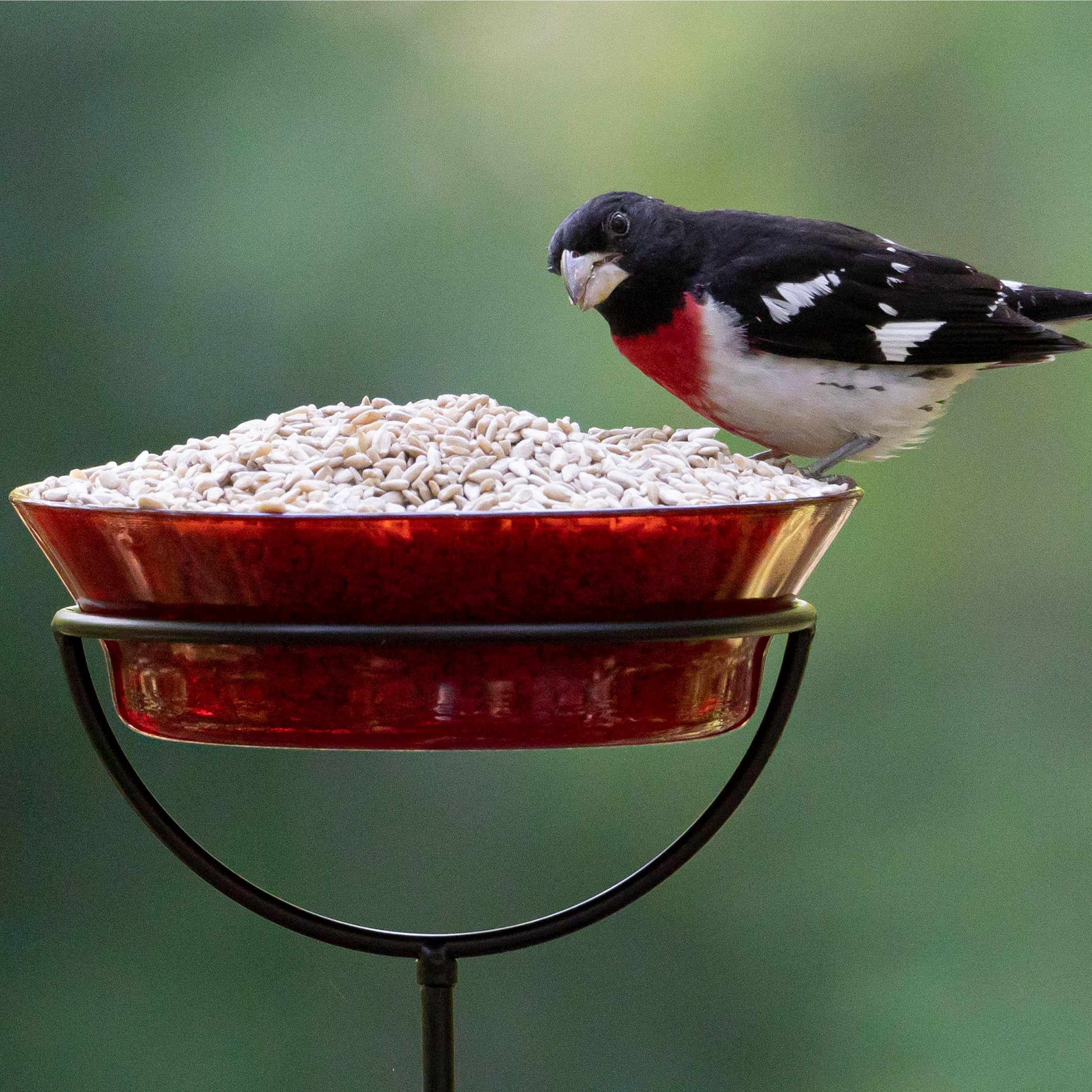 Audubon Park sunflower seeds 100% consumable