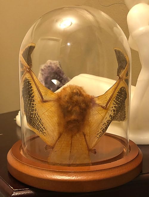 Authentic taxidermy bat with wings open in dome