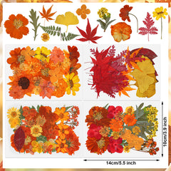 Autumn pressed flower kit for scrapbooking and crafts