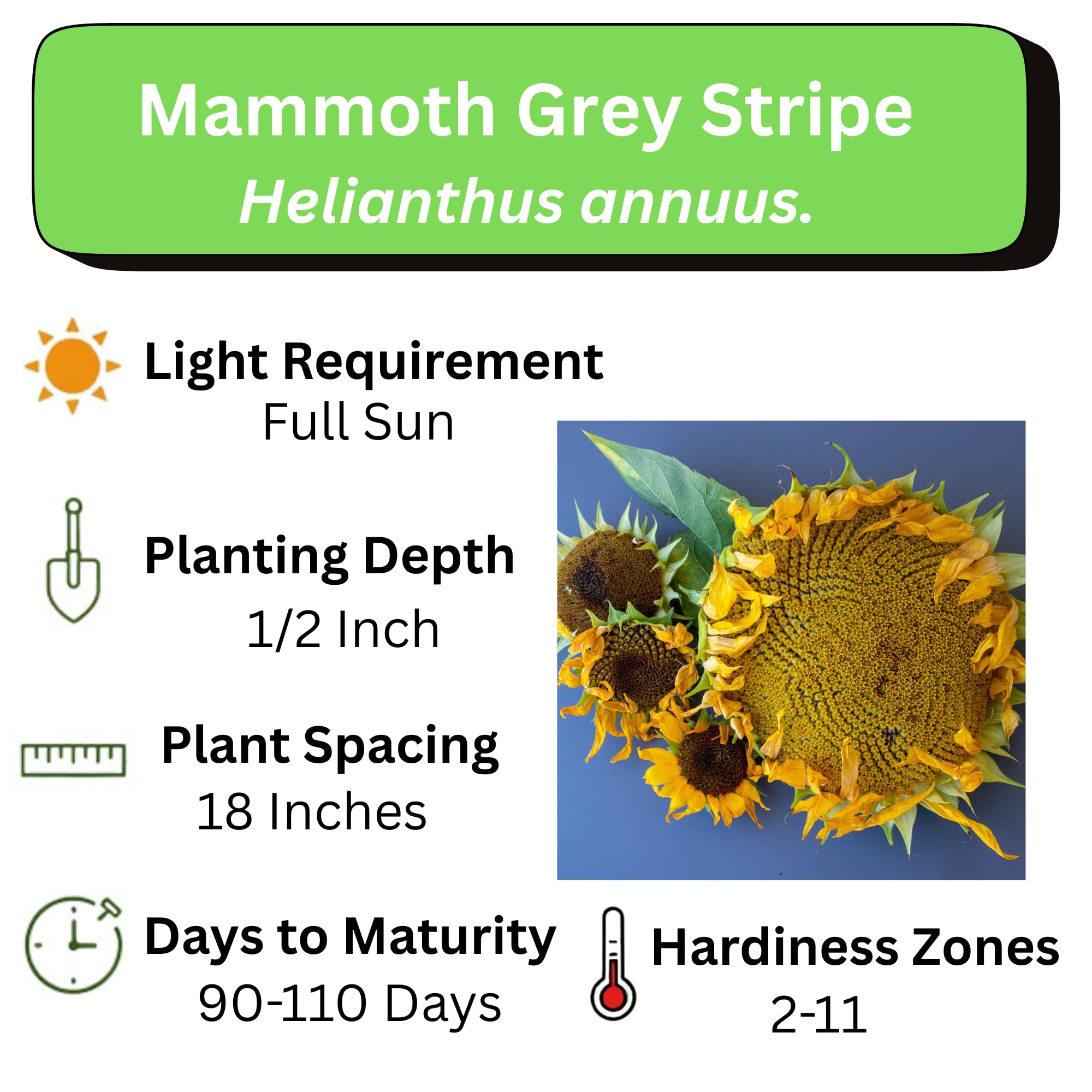sunflower seeds sow depth 1/4 inch in well drained soil
