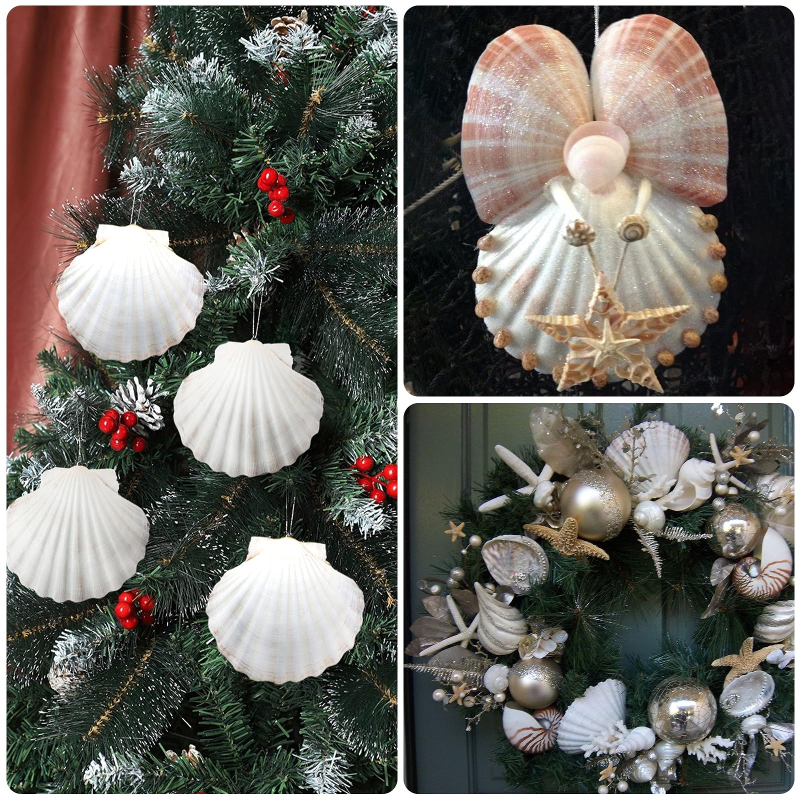 handpicked ocean shells odorless and unique shapes