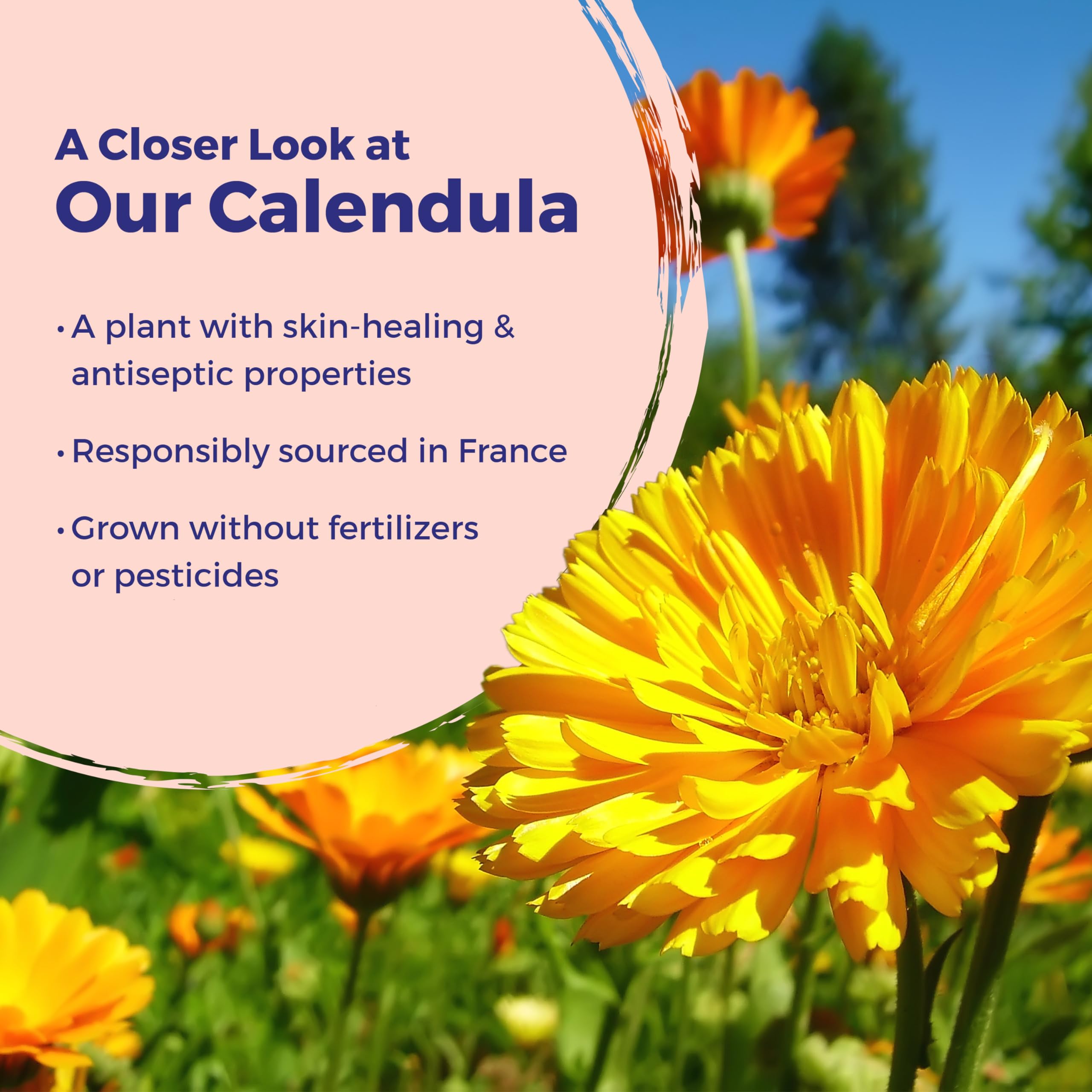 Calendula Cream for skin irritations Boiron jar
