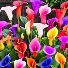 100Pcs Calla Lily Seeds pack for garden planting