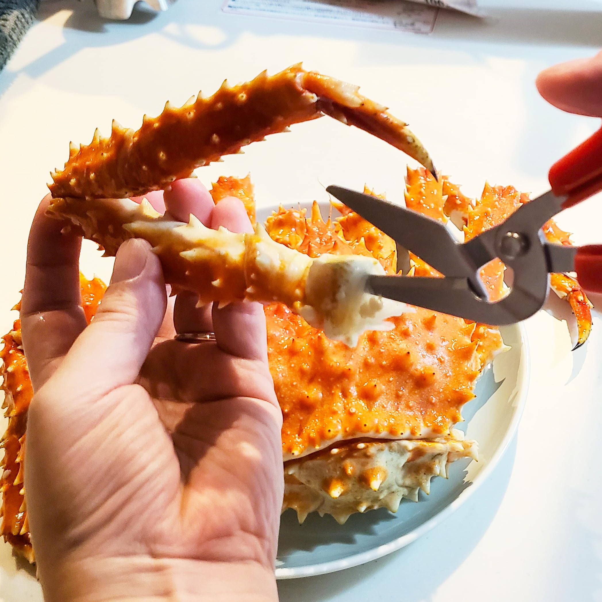Japanese stainless steel blade detail on crab scissors
