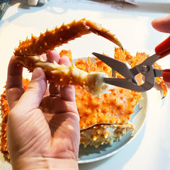 Japanese stainless steel blade detail on crab scissors