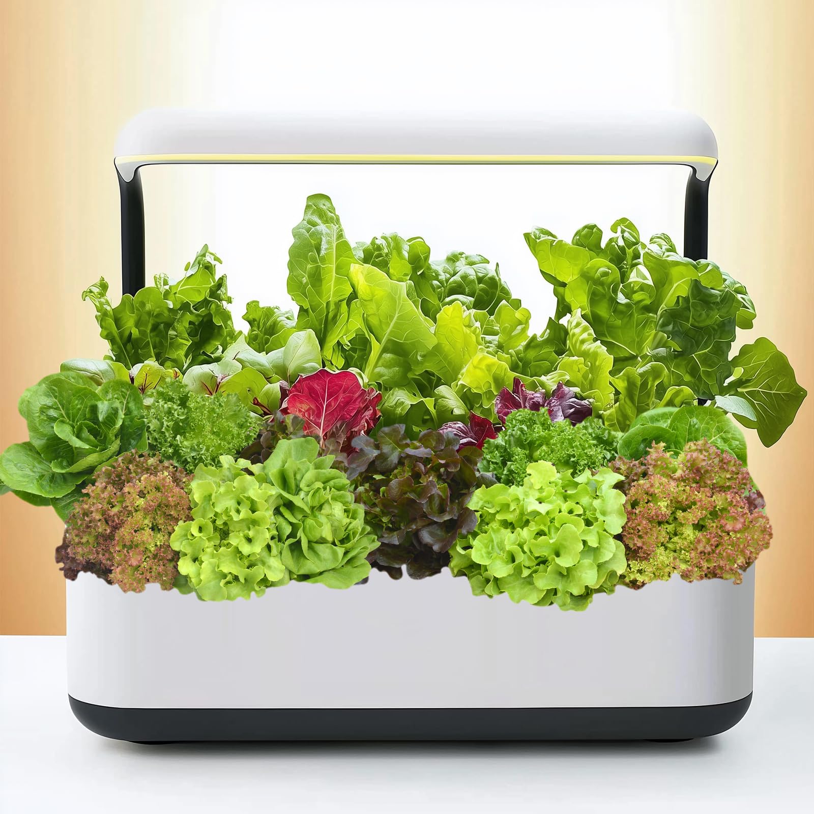 Lettuce seeds Cimmaron Romaine variety from 20,000+ Lettuce Seeds collection