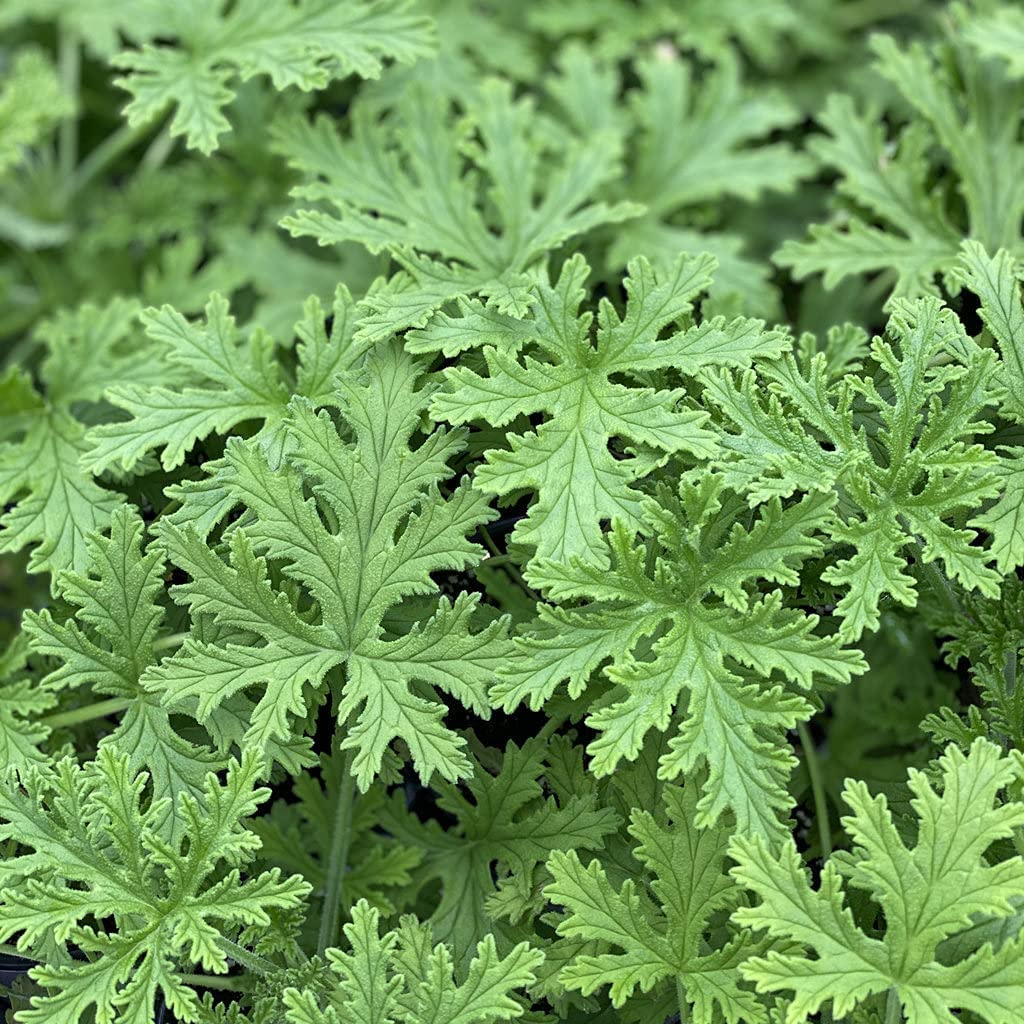 Citronella Plant Seeds 1500 pack for home garden