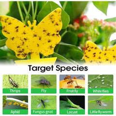 Sunflower design gnat traps by Cleanuper 58 pack indoors
