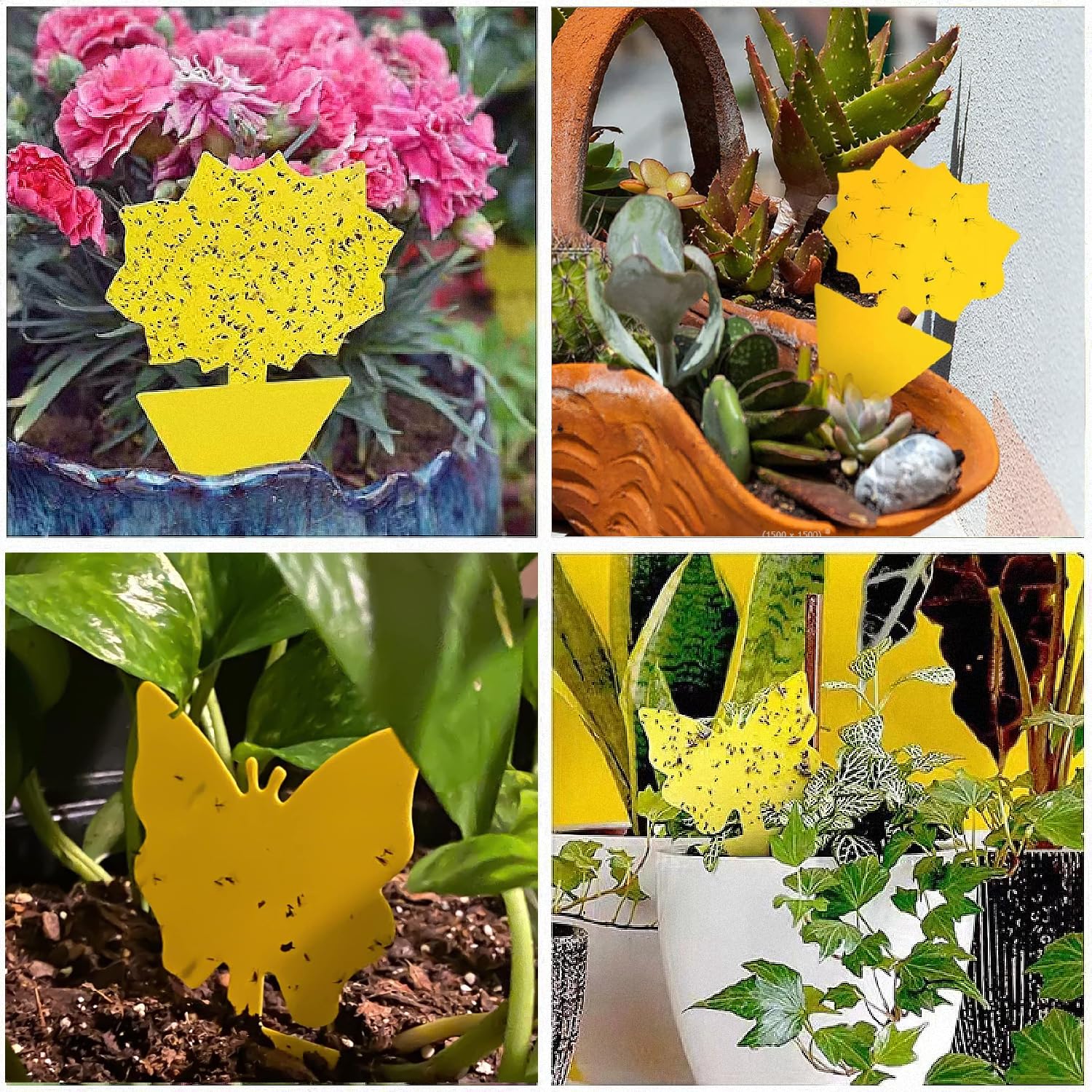 Hanging baskets gnat traps Cleanuper 58 pack