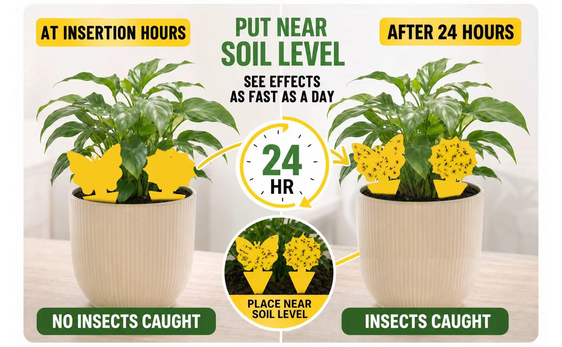 Gnat traps for plants Cleanuper indoors