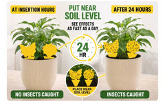 Gnat traps for plants Cleanuper indoors