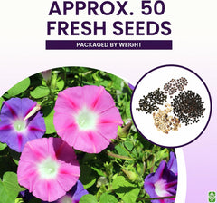 Marde Ross & Company climbing vines seeds garden seed pack