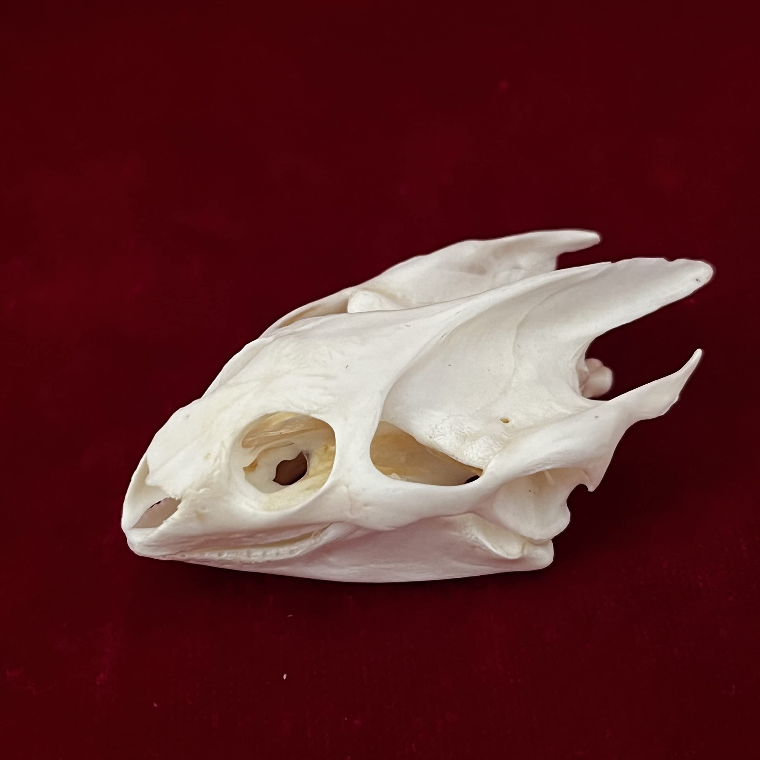 CLLOEAT Alligator Skull real bone specimen for education