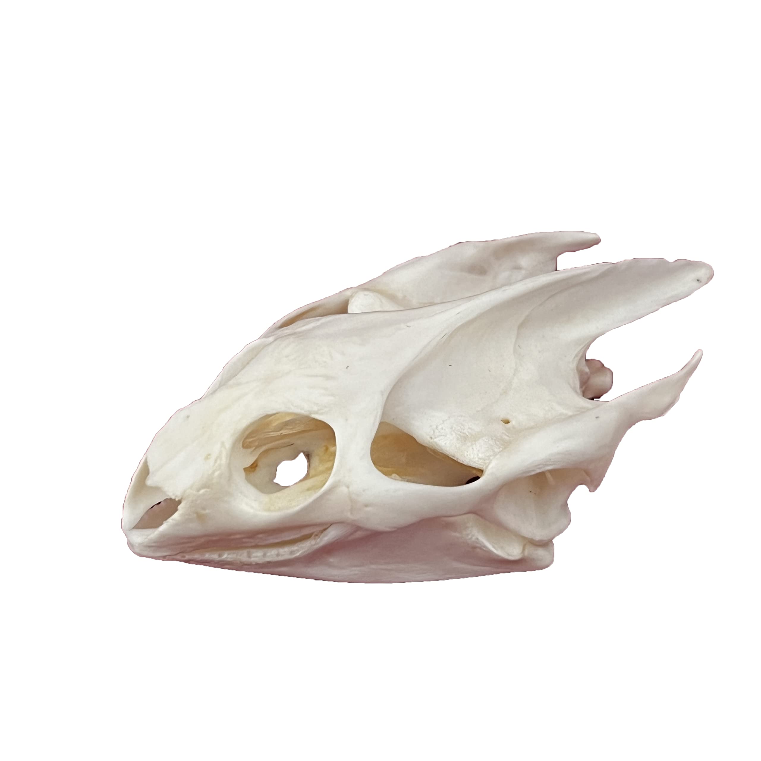 CLLOEAT Turtle Skull real animal skull for education display