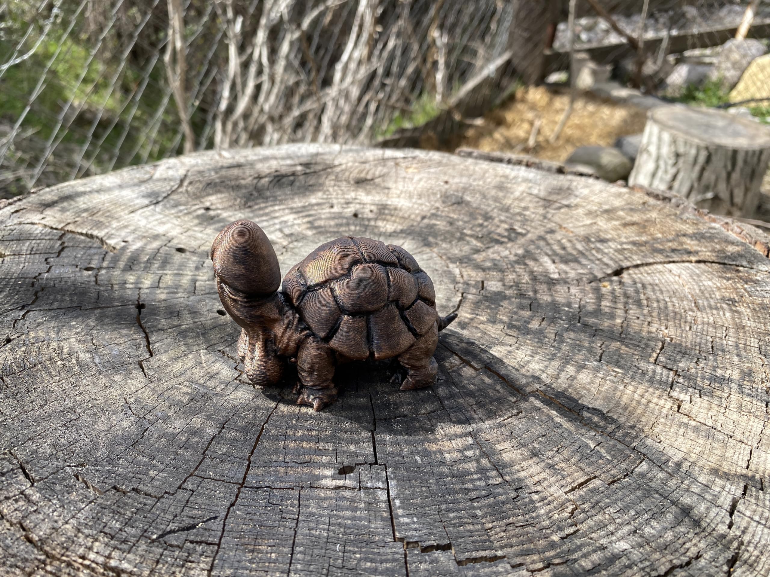 Penis turtle novelty figurine on display