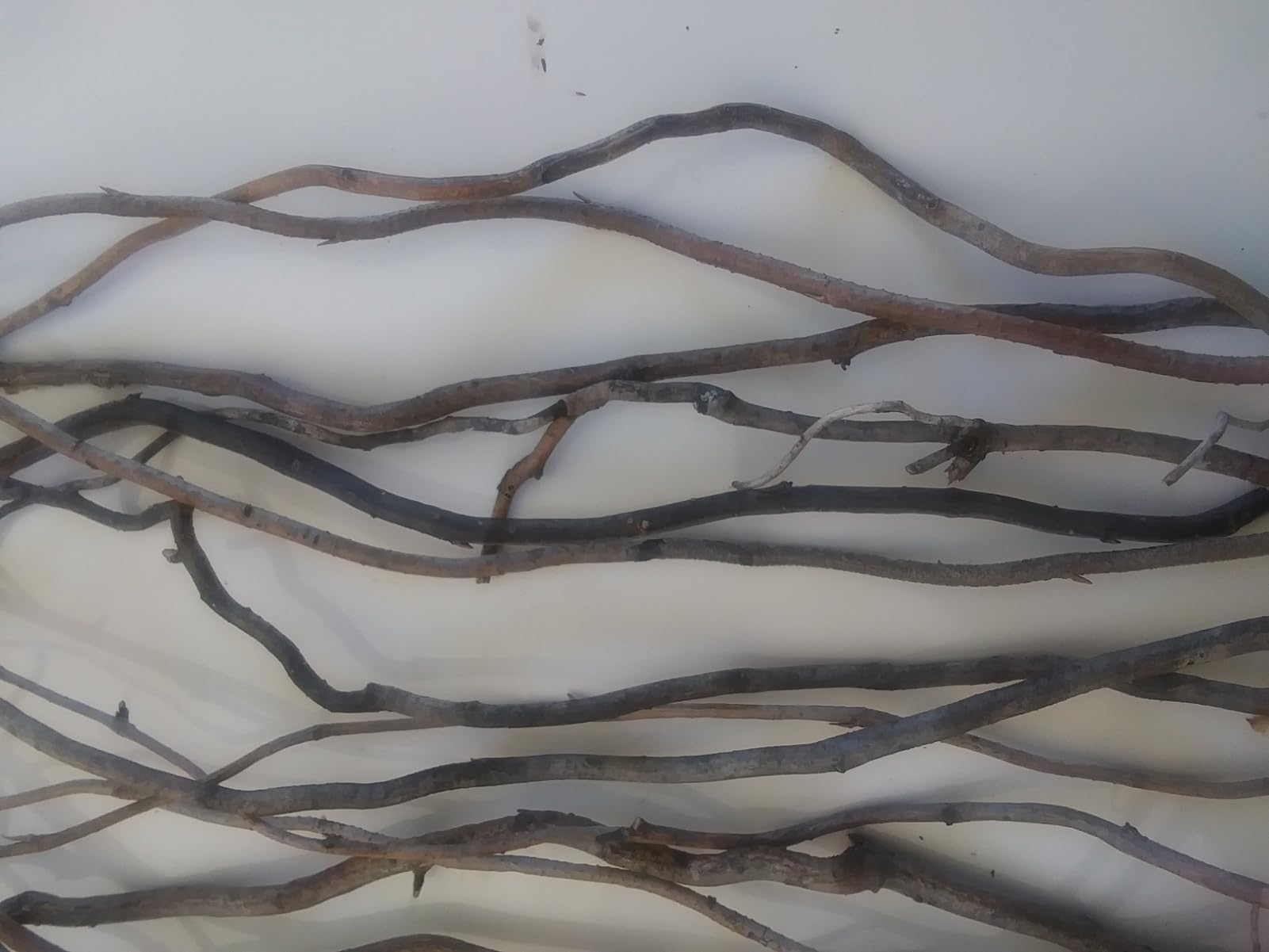 Corkscrew willow branch ends 15 pieces for crafts