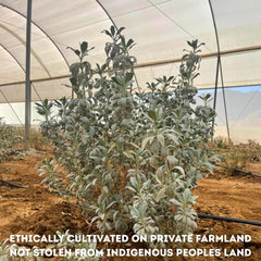 Cultivated private California farm white sage powder