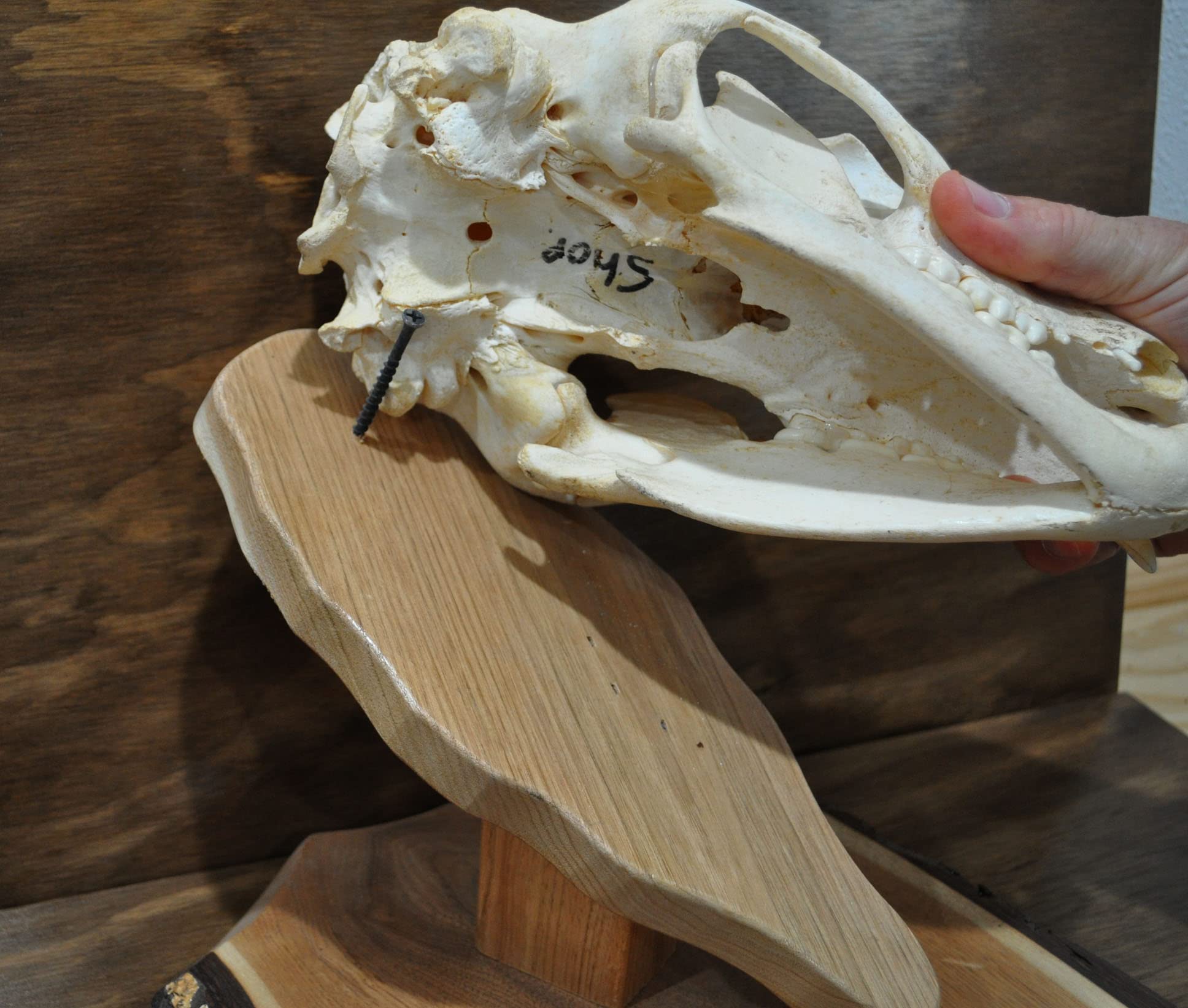 Skull mounting requires drilling into skull back