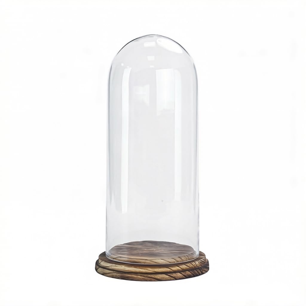 CYS EXCEL Glass Dome Cloche with charred wood base on display