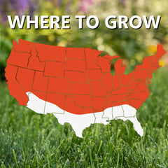 Deep roots up to 4 feet for sunny and shady areas