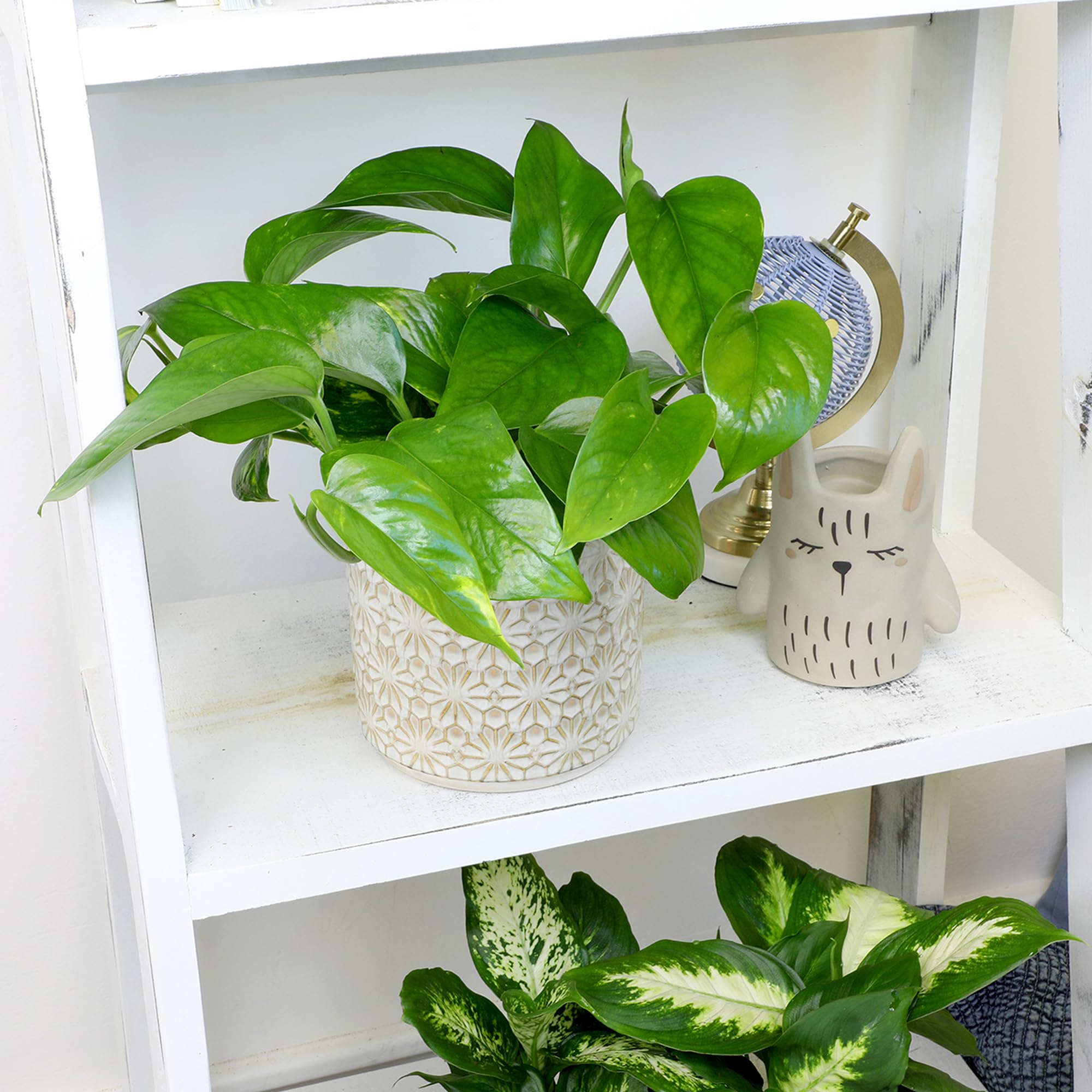 Devils Ivy trailing plant for interiors
