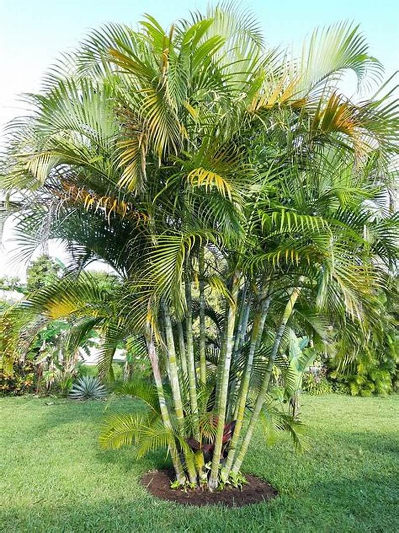 Areca palm with slender cane-like trunks