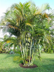Areca palm with slender cane-like trunks