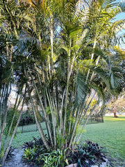 Indoor outdoor Areca palm growth up to 6-7 feet indoors and 20-30 feet outdoors