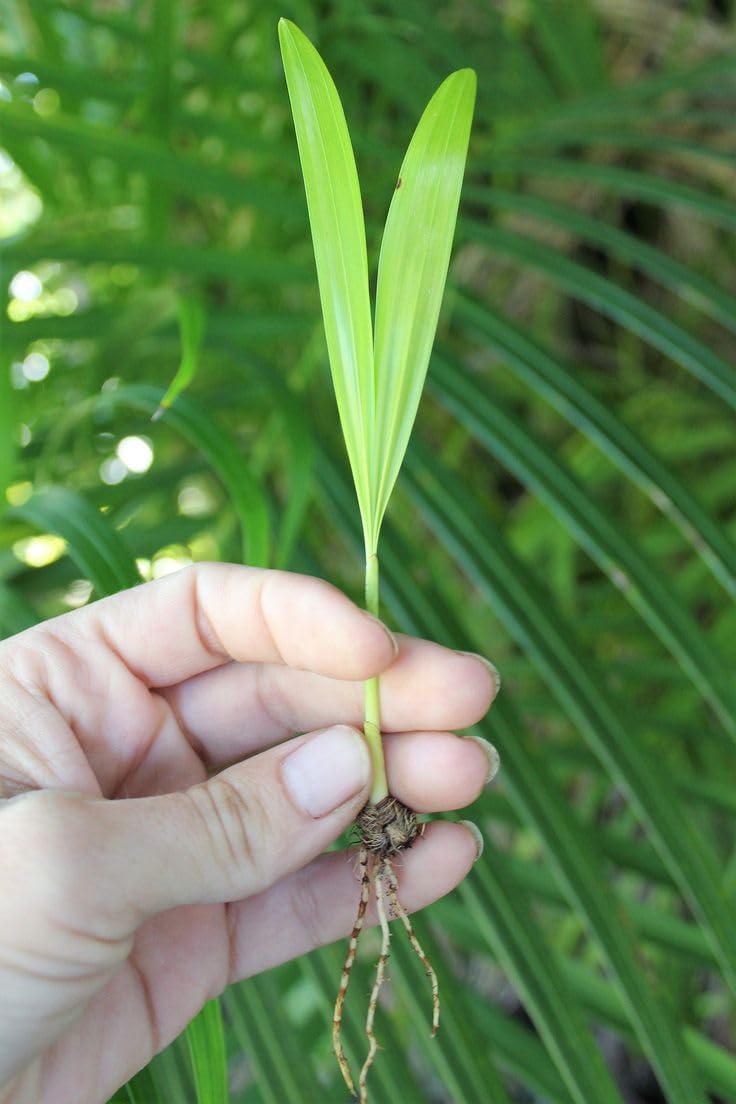 Areca palm starter plants 4-6 inches tall