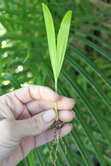 Areca palm starter plants 4-6 inches tall