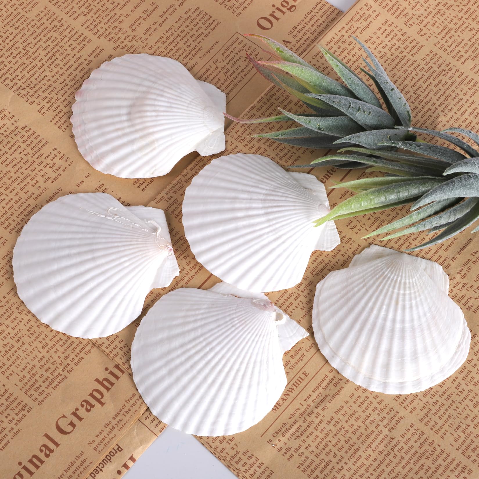 beach themed shells for weddings and parties