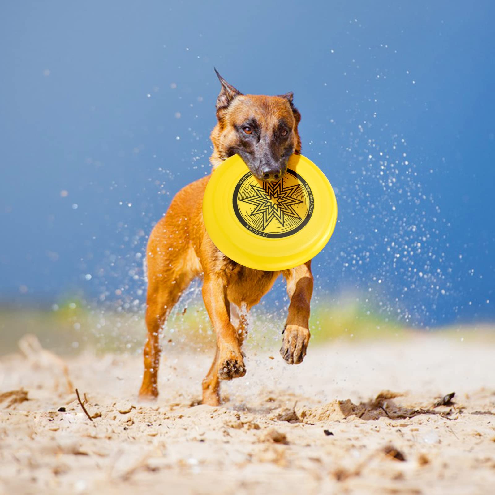 Dog friendly flying discs for fetch and training