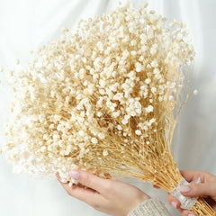 Dried Babys Breath Flowers with 17 inch stems in ivory white bouquet for display