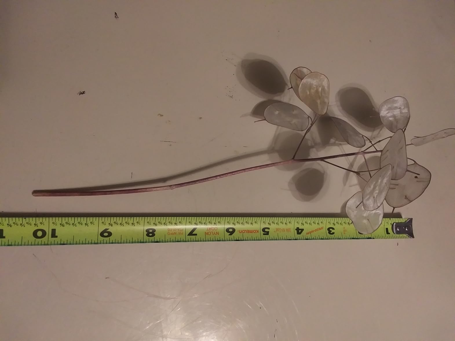 New 2026 harvest Lunaria stems dried in Oregon