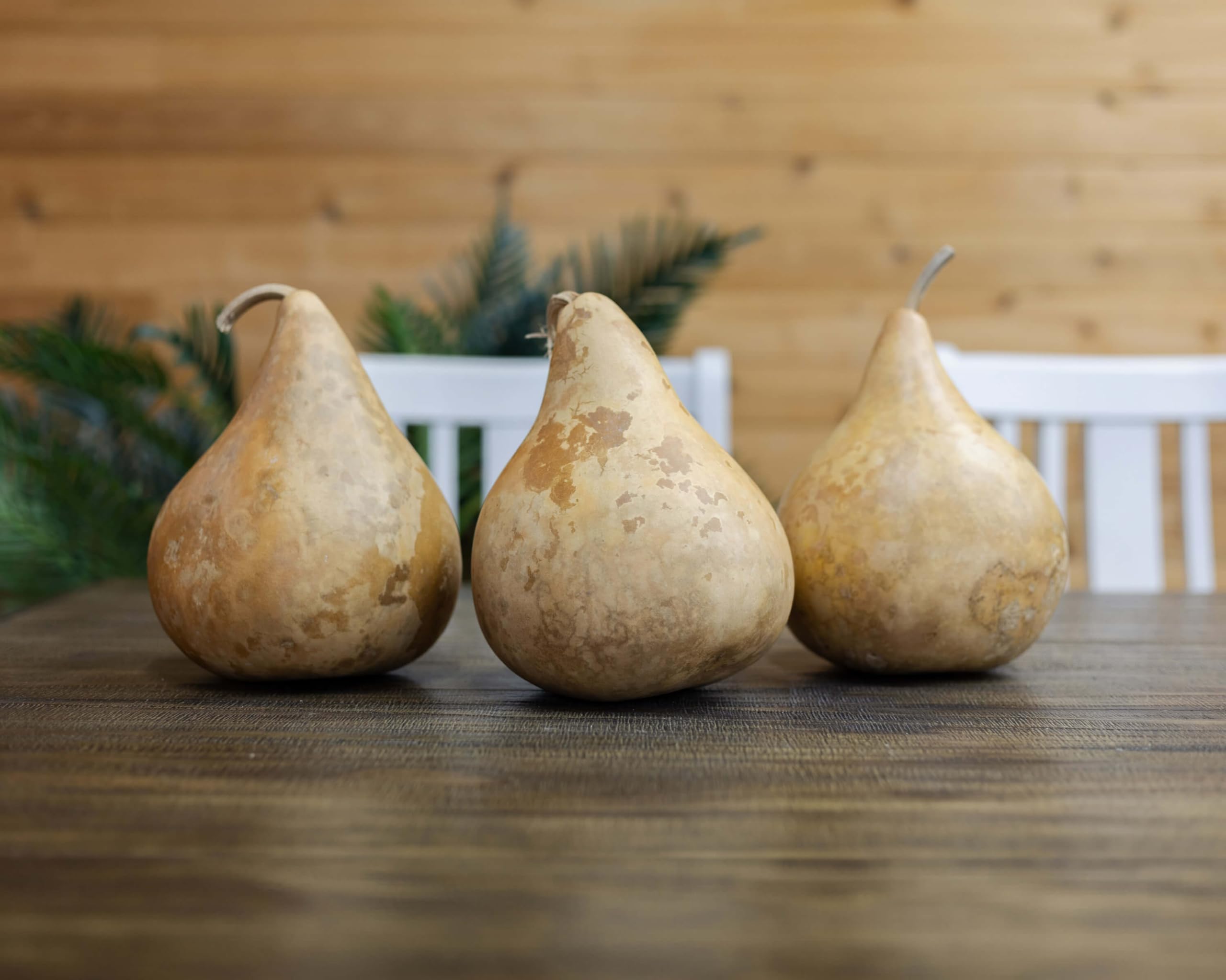 Natural variations in size color and shape of Martin gourds