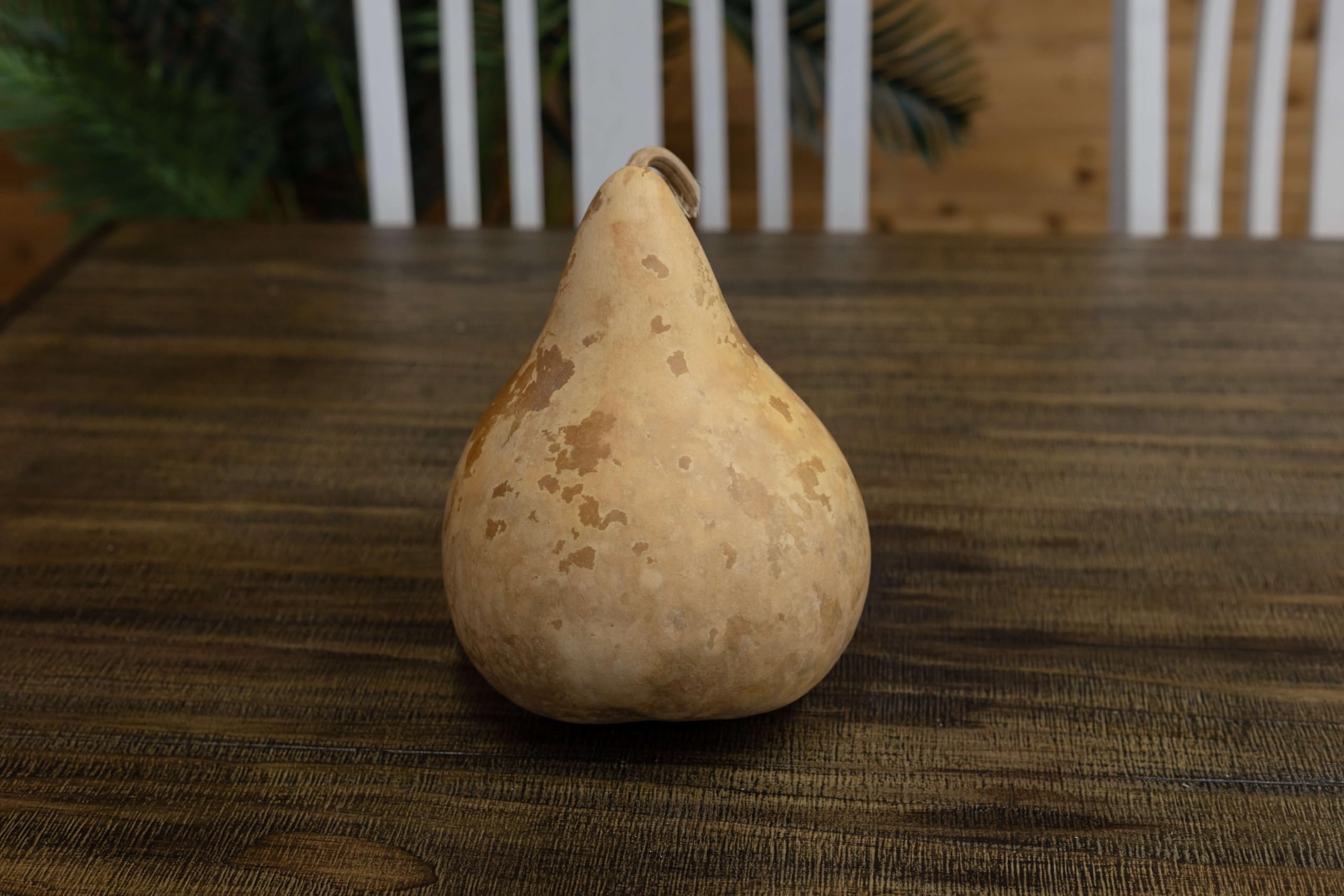 Gourds ready for decorating straight from the box