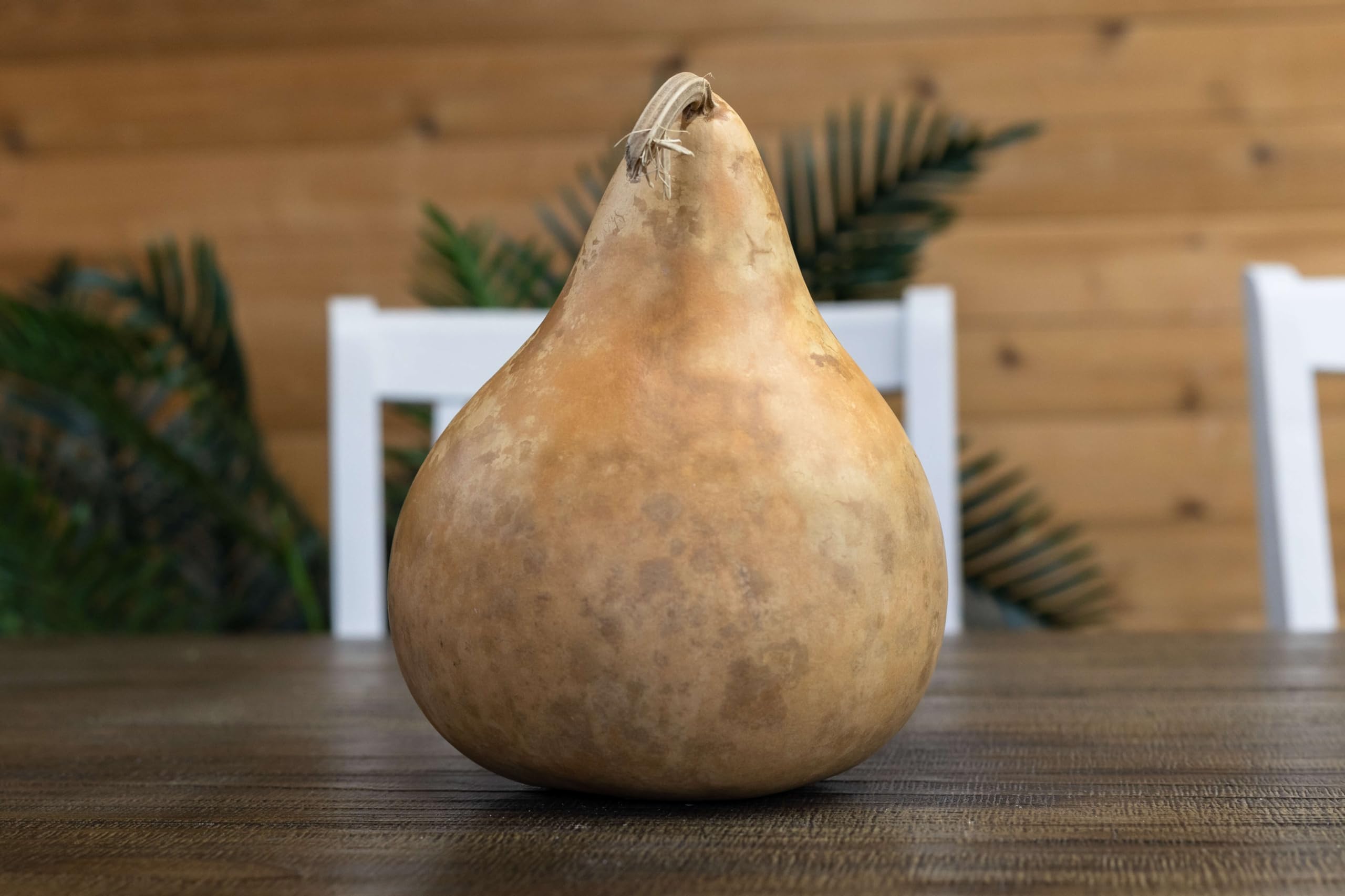 Gourds grown and prepared in Pennsylvania USA