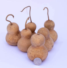 Medium mini bottle gourds about 3 to 4 inches tall with base