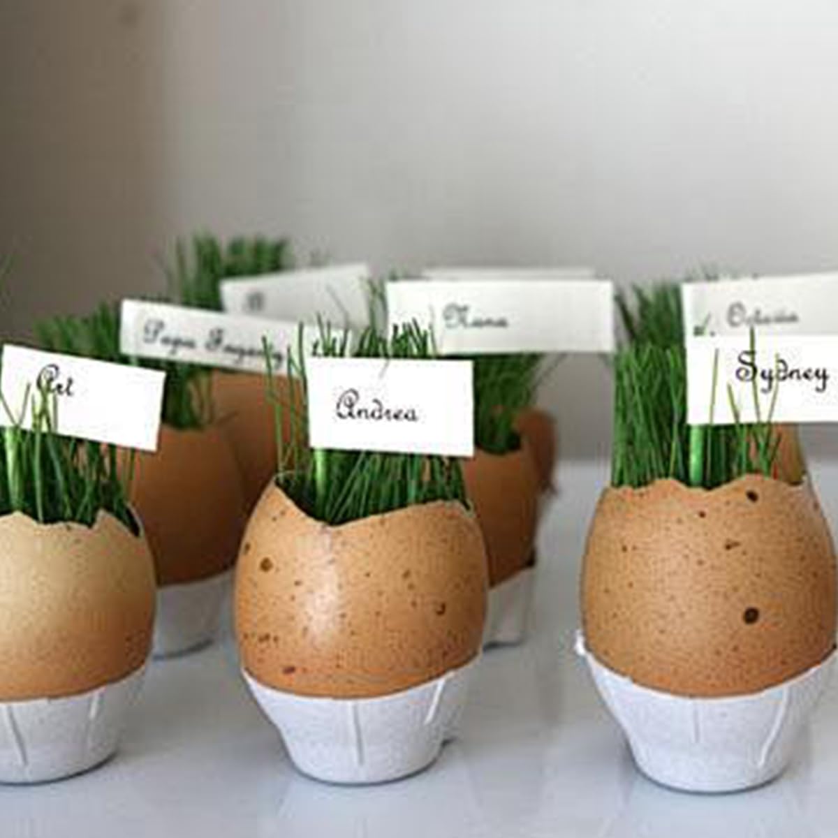 Durable egg opener with round knob design