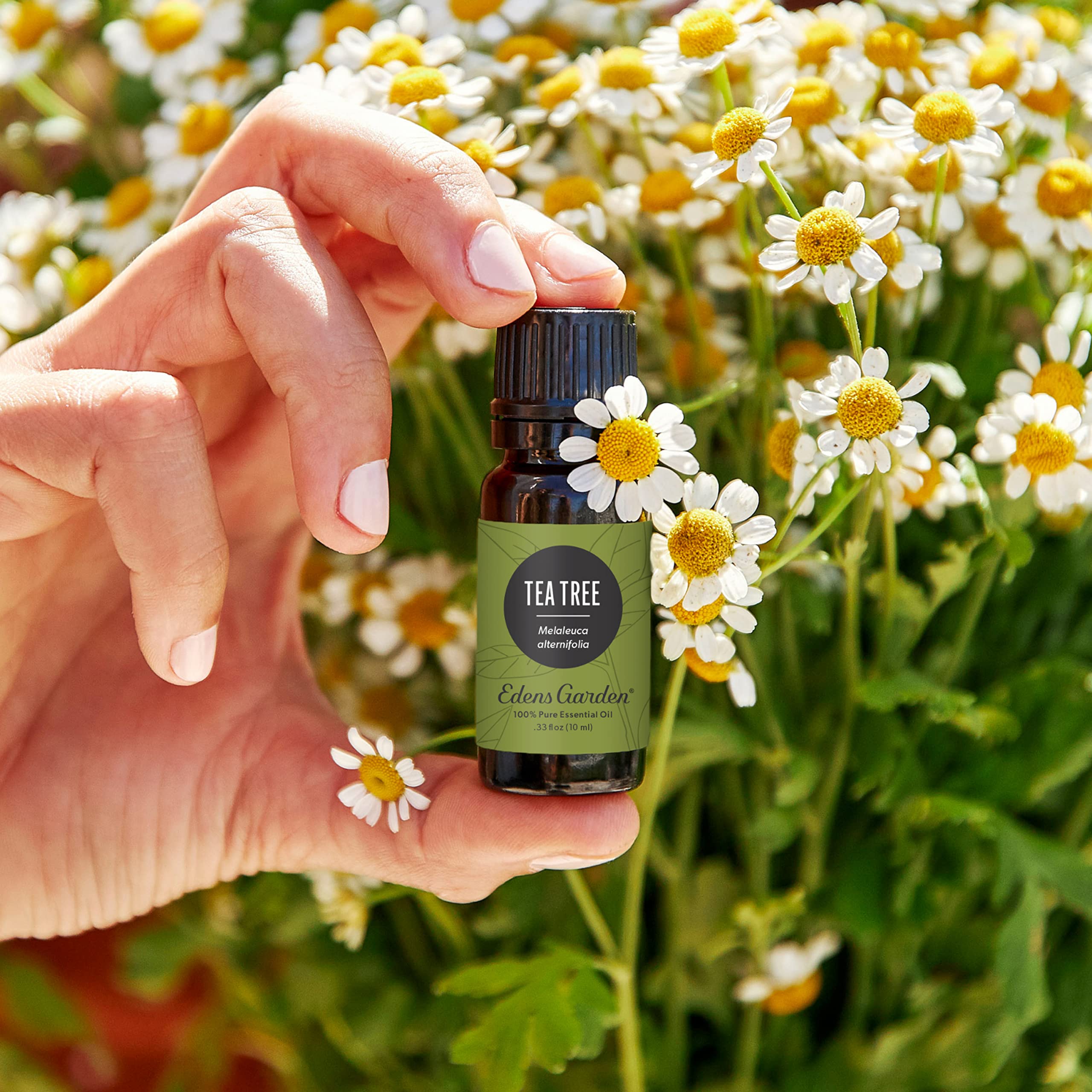 Tea Tree essential oil Melaleuca alternifolia distillation