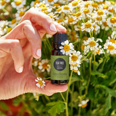 Tea Tree essential oil Melaleuca alternifolia distillation