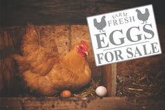 Eggs for Sale stencil in use with acrylic paint