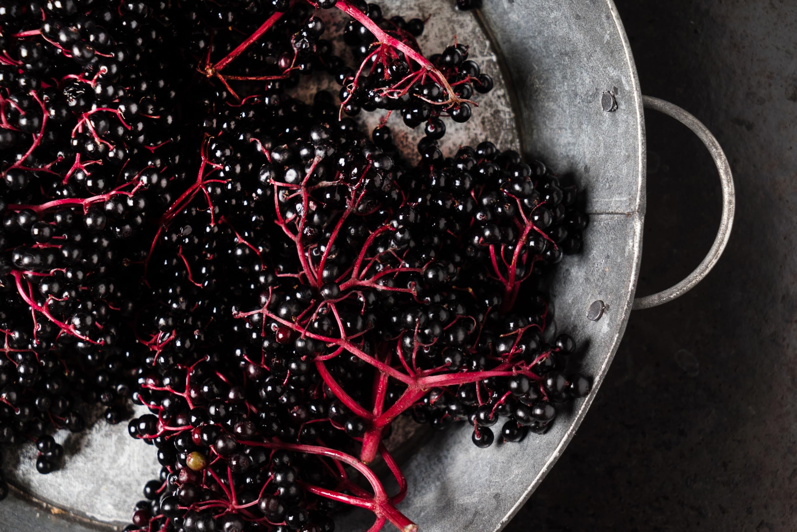 Sambucus nigra dried elderberries for syrup and tea