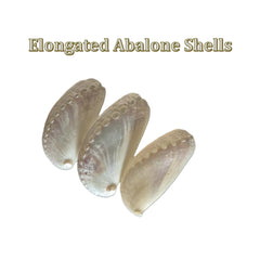 Eight elongated pearl abalone shells on wreath