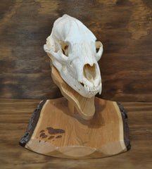 European bear mount table top skull plaque