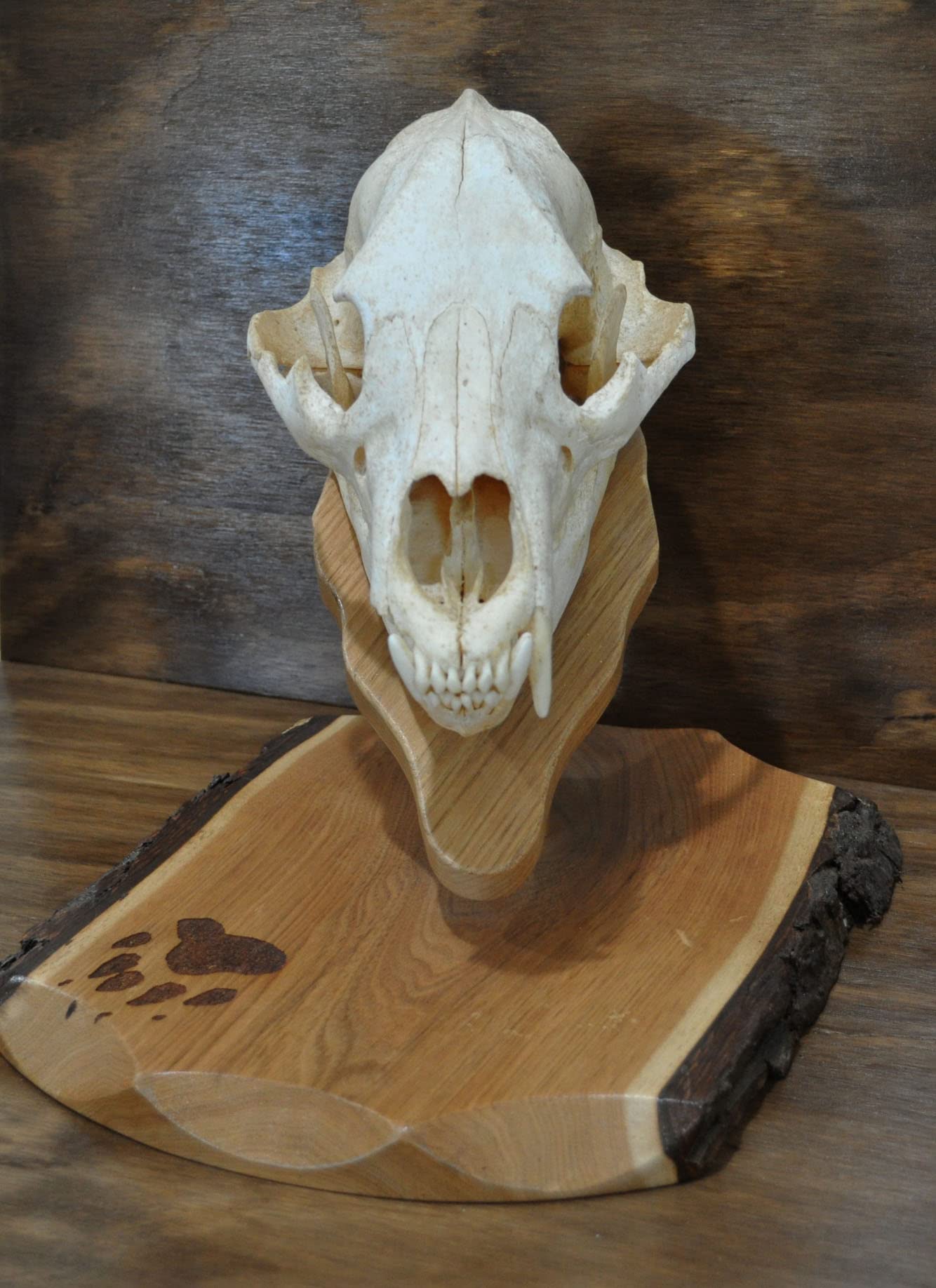 Gorgeous wood plaque with bark texture for trophy display