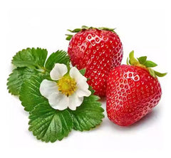 Everbearing Fragaria strawberry seeds for garden
